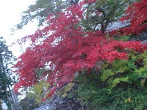 紅葉の秋*上篇